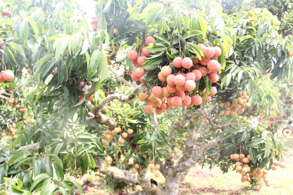 Bắc Giang: Tiêu thụ hơn 100 nghìn tấn vải thiều